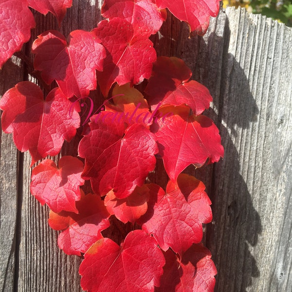 Boston Ivy - Parthenocissus tricuspdata - 10" to 15" long Vine - Well-Rooted Live Plant - Privacy Fence - Wall Climber - Ground Cover