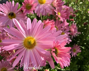 Pink Daisy Chrysanthemum: Perennial Garden Mum - Great as Cut Flowers