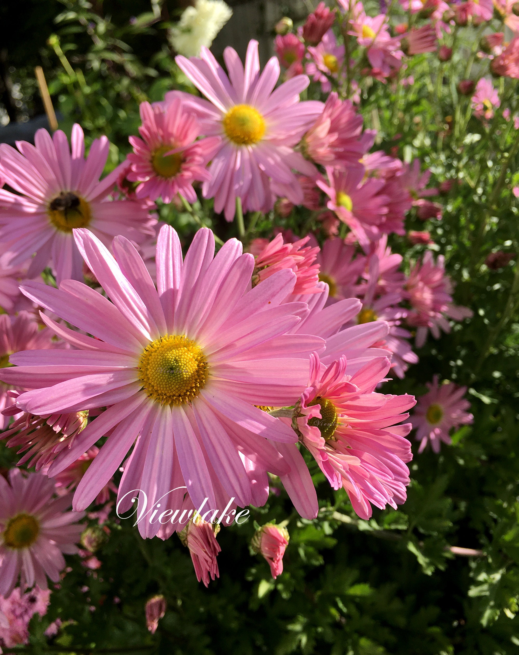 Garden mum deals