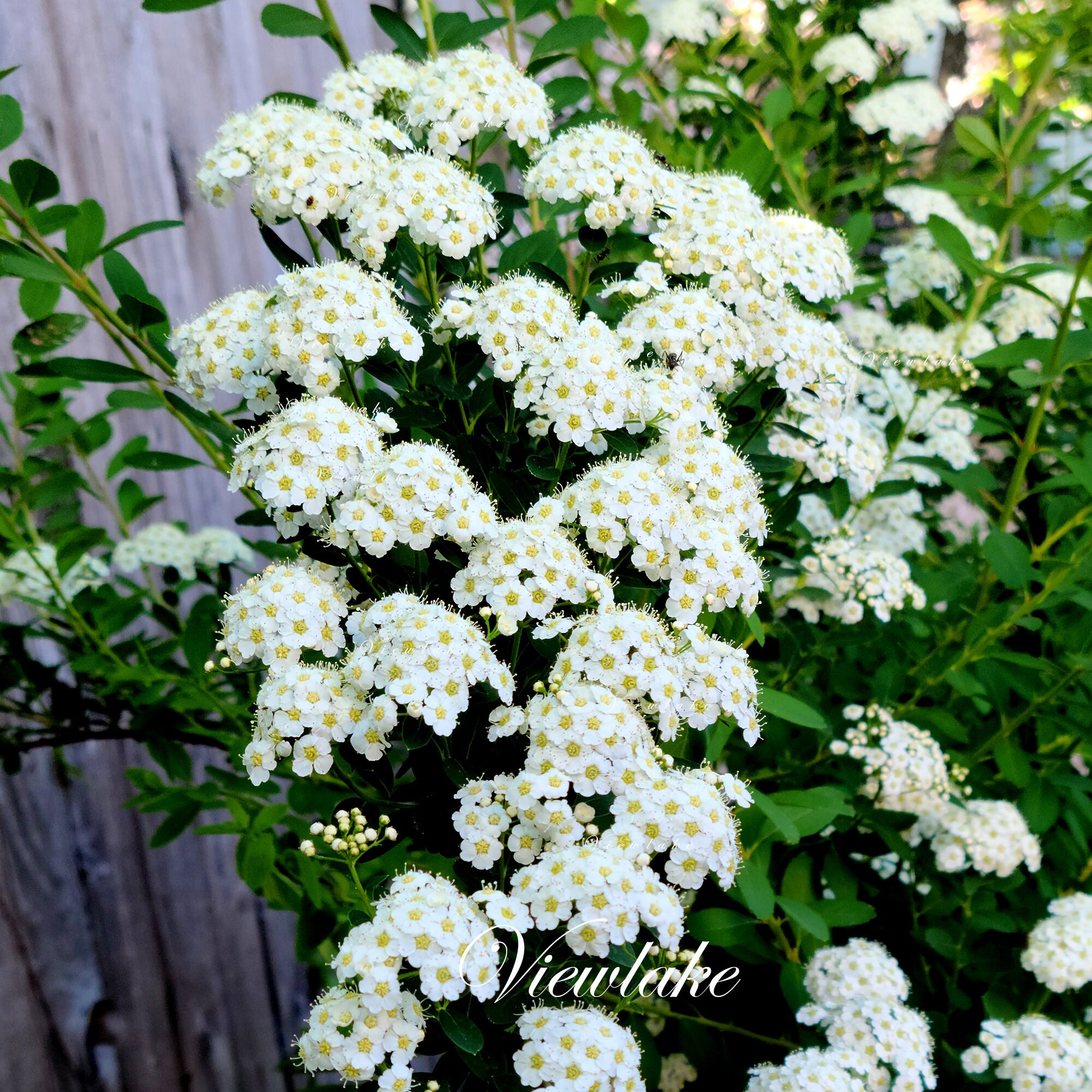 Reeves Spirea - Bridal Wreath Spirea - Summer White Flowers