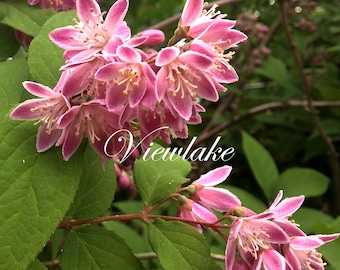 Rare Deutzia "Magician" Shrub, 15-20" Tall, Blooms May to June- Live Plant, Zones 5-8