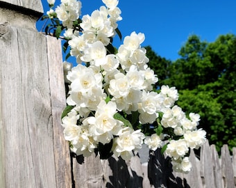 Mock Orange "Fair Lady" Philadelphus virginalis Live Plant - Very Fragrant White Summer Blossoms