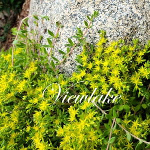 4 Container-Sized Plant or 15 Cuttings Sedum Sarmentosum Gold Moss Stonecrop for Ground Cover or Hanging Basket Winter-Hardy Perennial image 2