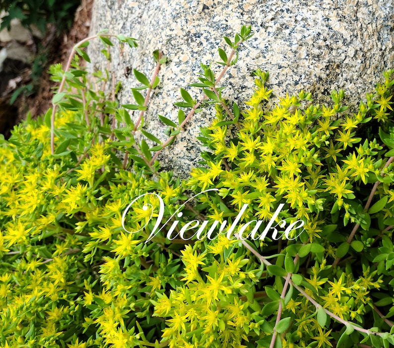 4 Container-Sized Plant or 15 Cuttings Sedum Sarmentosum Gold Moss Stonecrop for Ground Cover or Hanging Basket Winter-Hardy Perennial image 2