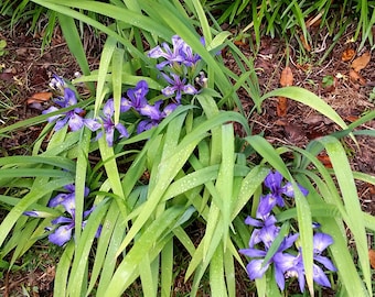 Organic Blue Iris Plant, Native Plant, Hardy Zones 4-9