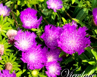 Stokes' Aster Stokesia laevis - Summer Flowers - Butterfly Garden -Plant Gift