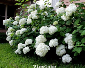 Large Annabelle Hydrangea Plant - Beautiful Classic White Hydrangea - Heat- and Drought-Tolerant Live Plant