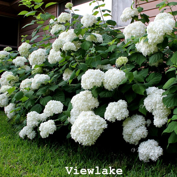 Annabelle Hydrangea Beautiful Classic White Hydrangea Heat- and Drought-Tolerant Live Plant