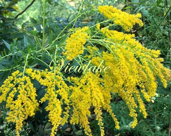 Goldenrod (Solidago) Live Plant - Tall Perennial - Easy to Grow - Showy large Yellow Flower Heads - Gal-sized Plant