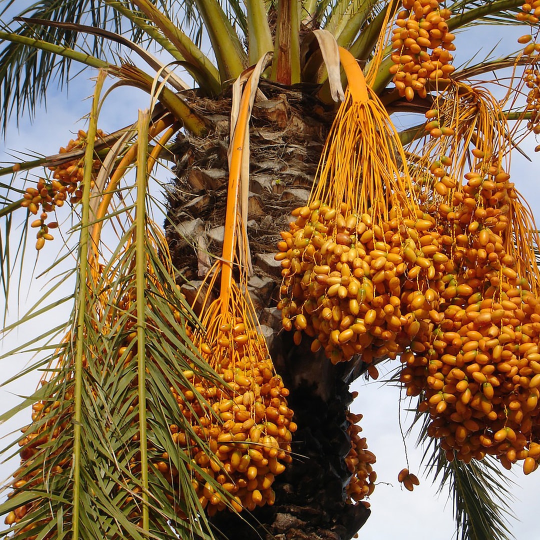 Fruit Date Palm Tree 'halawi' Seedling Live Fruit Tree Date Palm ...