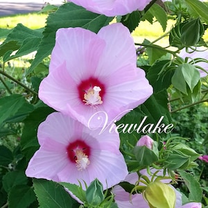 Hardy Hibiscus &#39;Hibiscus Queen&#39; Rare Perennial Hibiscus Plant with Large Pink Flowers Starter Plant