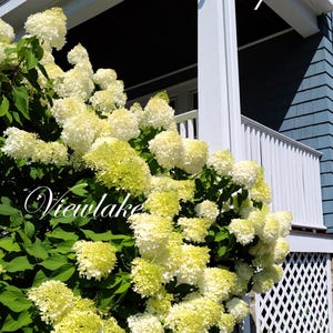 Puede incluir: Un porche de madera blanco con una barandilla blanca y un gran arbusto de hortensias blancas que crece delante. El texto "Viewlake" es visible en el arbusto.