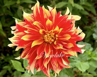 Bodacious Dinnerplate Dahlia Perennial Gal-Sized Plant