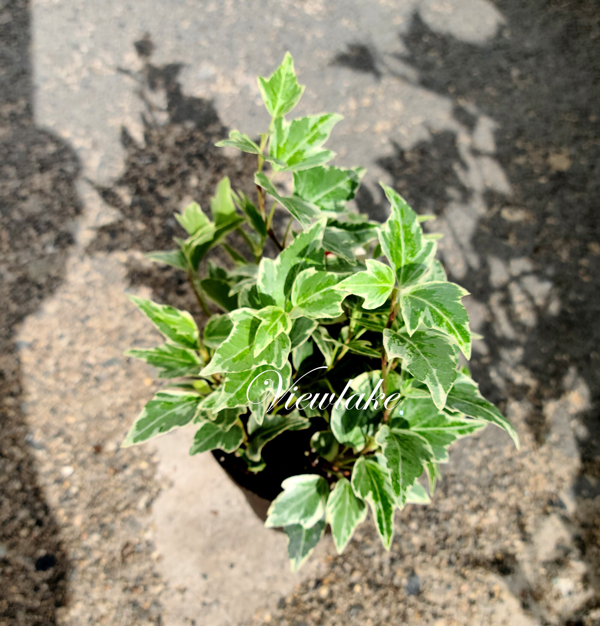 Five (5) Variegated English Ivy Plants - Heavily Rooted Live House Plant Gift- Air Purifying House Plant - Light Green Live Hardy Plant