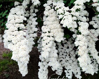 Reeves Spirea - Bridal Wreath Spirea - Summer White Flowers - Live