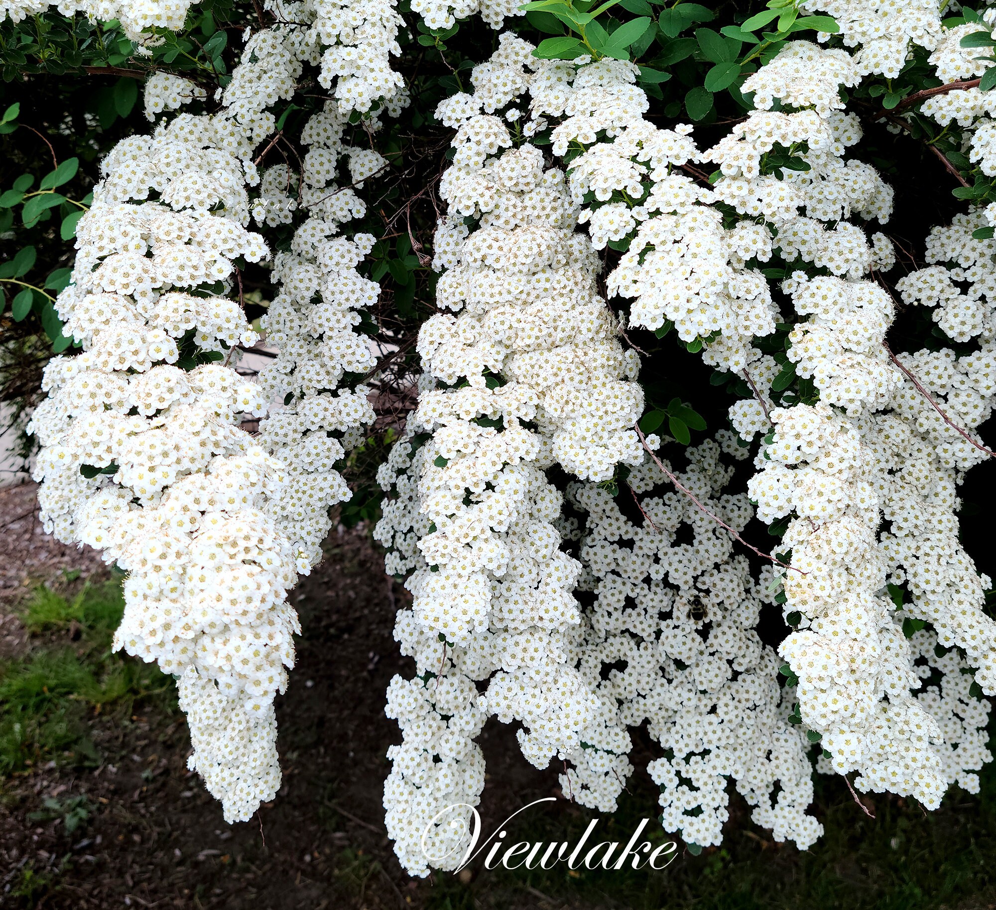 絵画 Reeves spirea FPS-558/FP558: Spiraea cantoniensis Reeve's Spiraea, Bridal