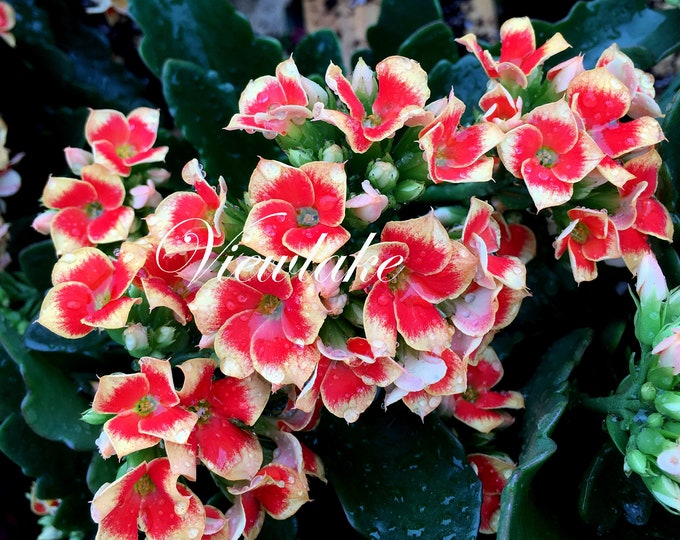 Calandiva Orangegold Kalanchoe Blossfeldiana Blooming Succulents Live