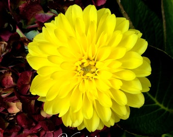 Yellow "Dwarf Giant" Dahlia - Perennial Dahlia for Boarder or Container