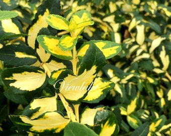 Euonymus fortunei Moonshadow - Evergreen Bush - Live Plant