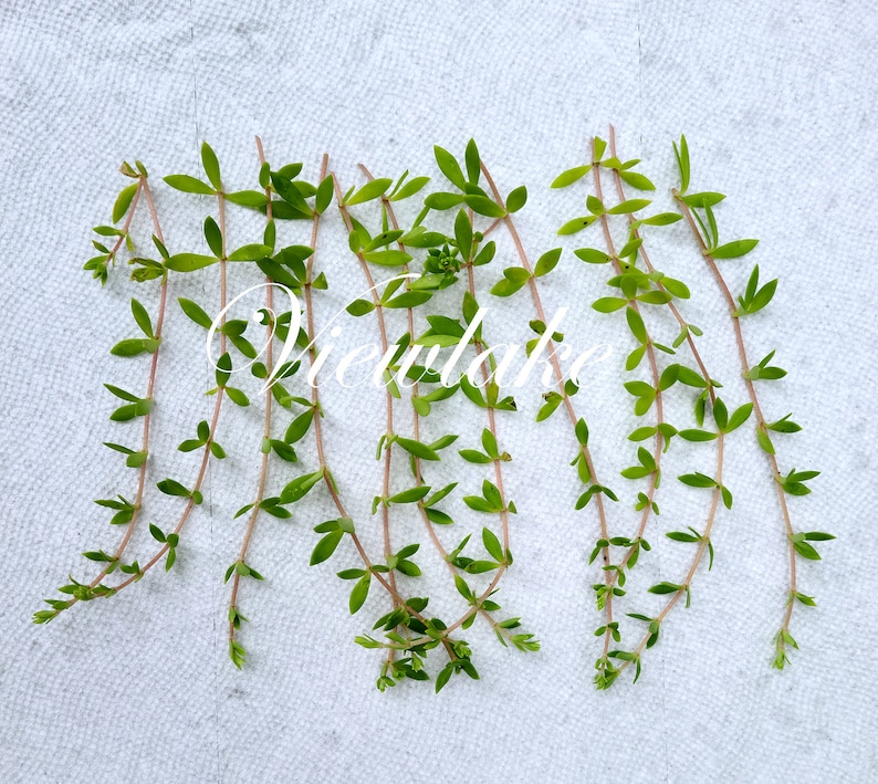 4 Container-Sized Plant or 15 Cuttings Sedum Sarmentosum Gold Moss Stonecrop for Ground Cover or Hanging Basket Winter-Hardy Perennial image 4