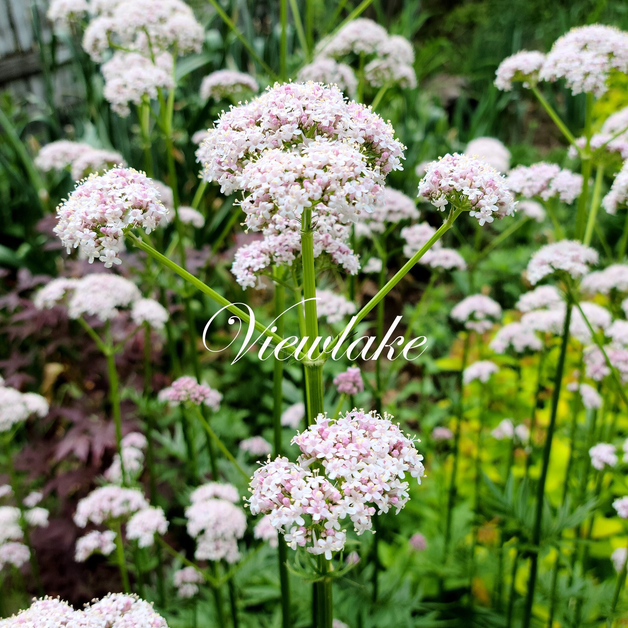 Valerian (Valeriana officinalis)