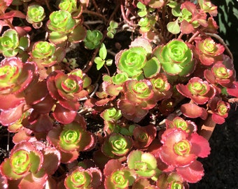Three (3) Starter Plants of Sedum spurium Dragon Blood 'My Carpet' Variegated Rosettes Turn Burgundy in Winter-Hardy Perennial Live Plants
