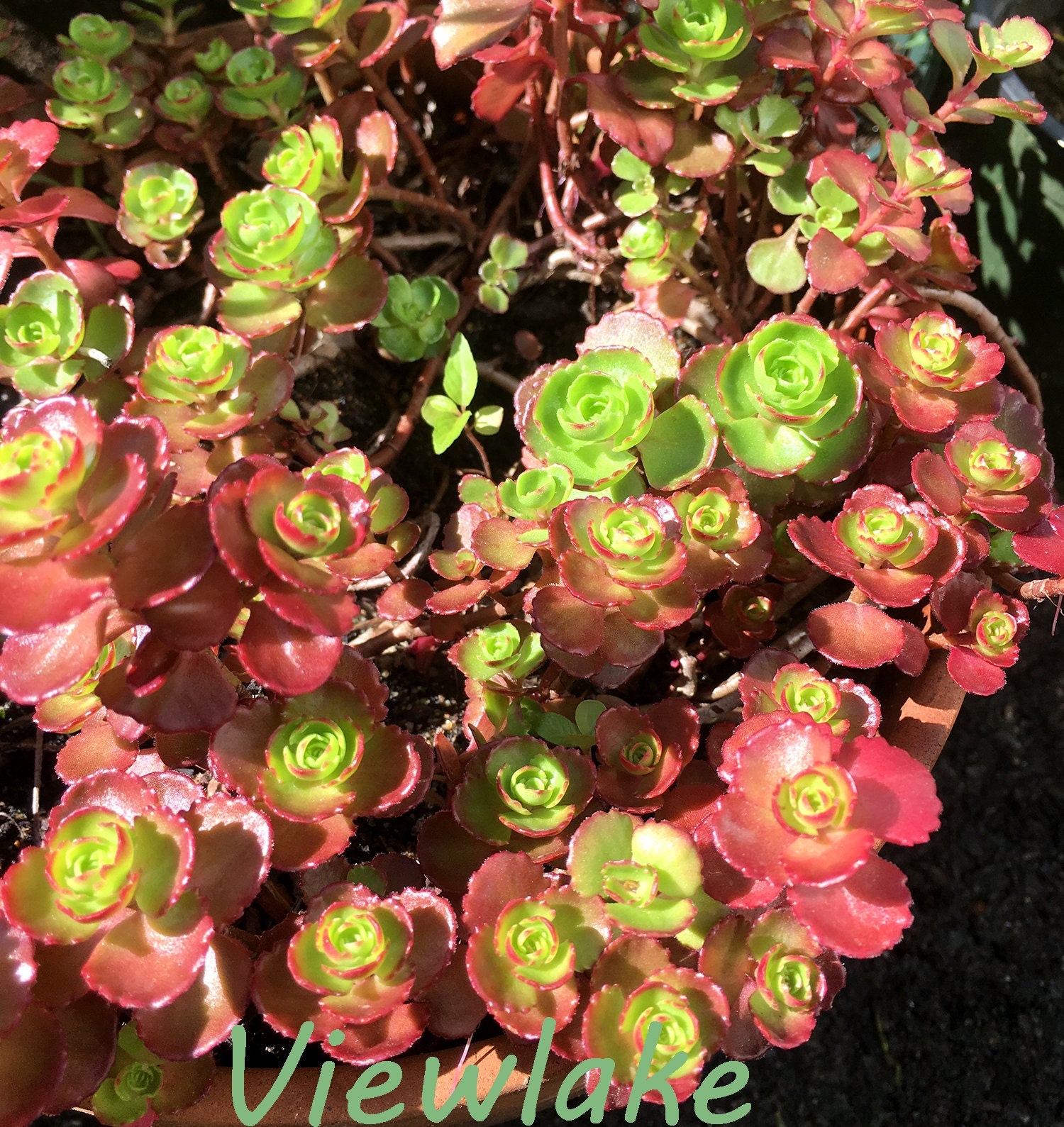 Three 3 Starter Plants Of Sedum Spurium Dragon Blood My Etsy