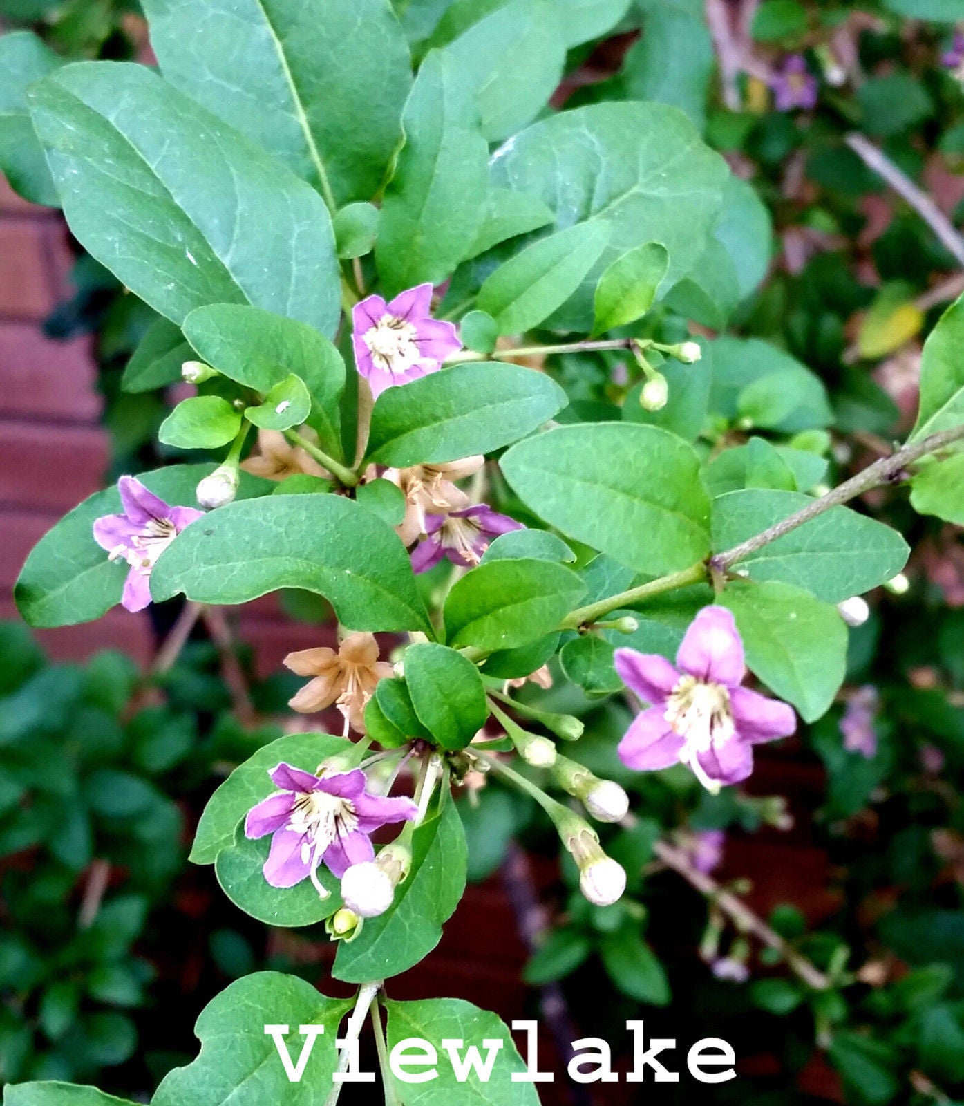 Goji Berry Plant: Lycium Barbarum, High Antioxidant Superfood - Etsy