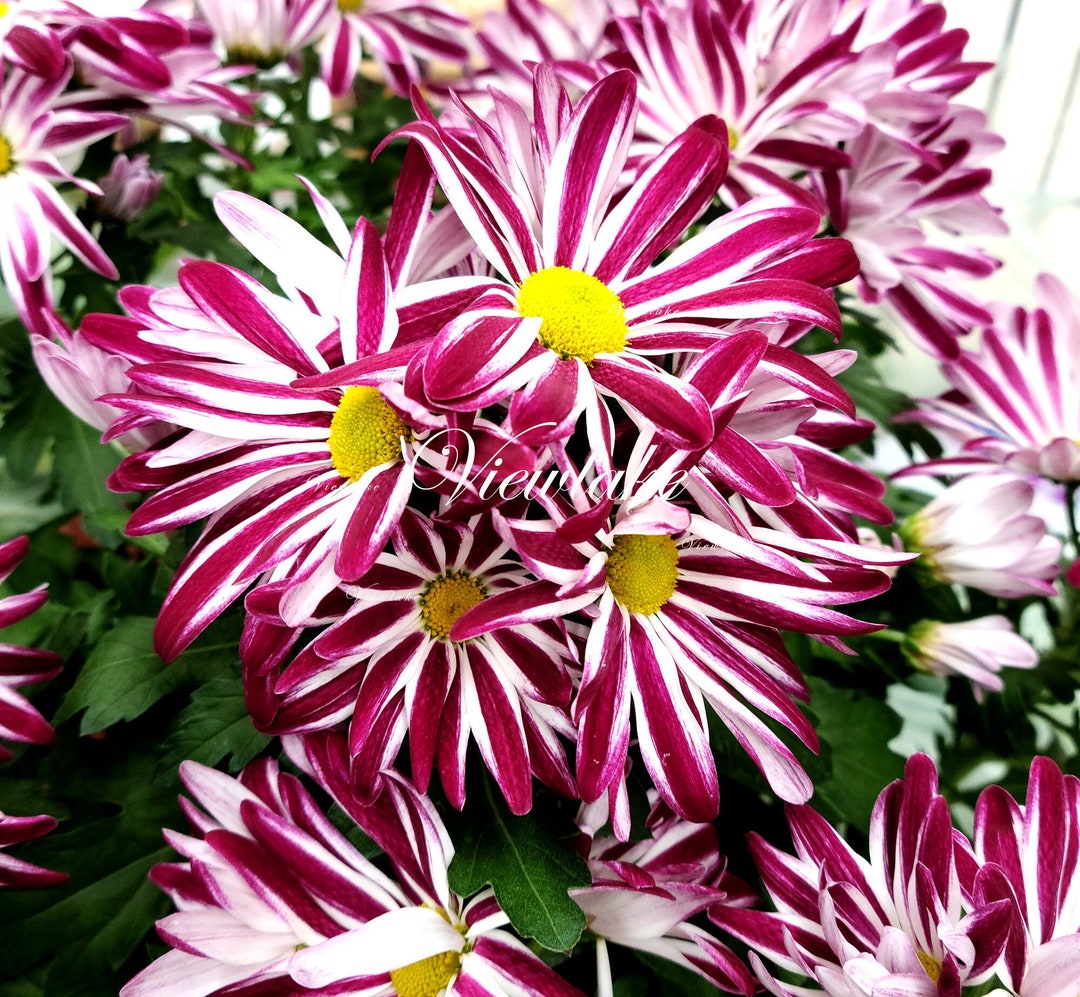 Chrysanthemum "fireworks" Butterfly Garden Plant live Plant Gift