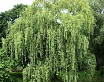 20" Tall Golden Weeping Willow Tree - Live Plant - Organically Grown Plant Gift