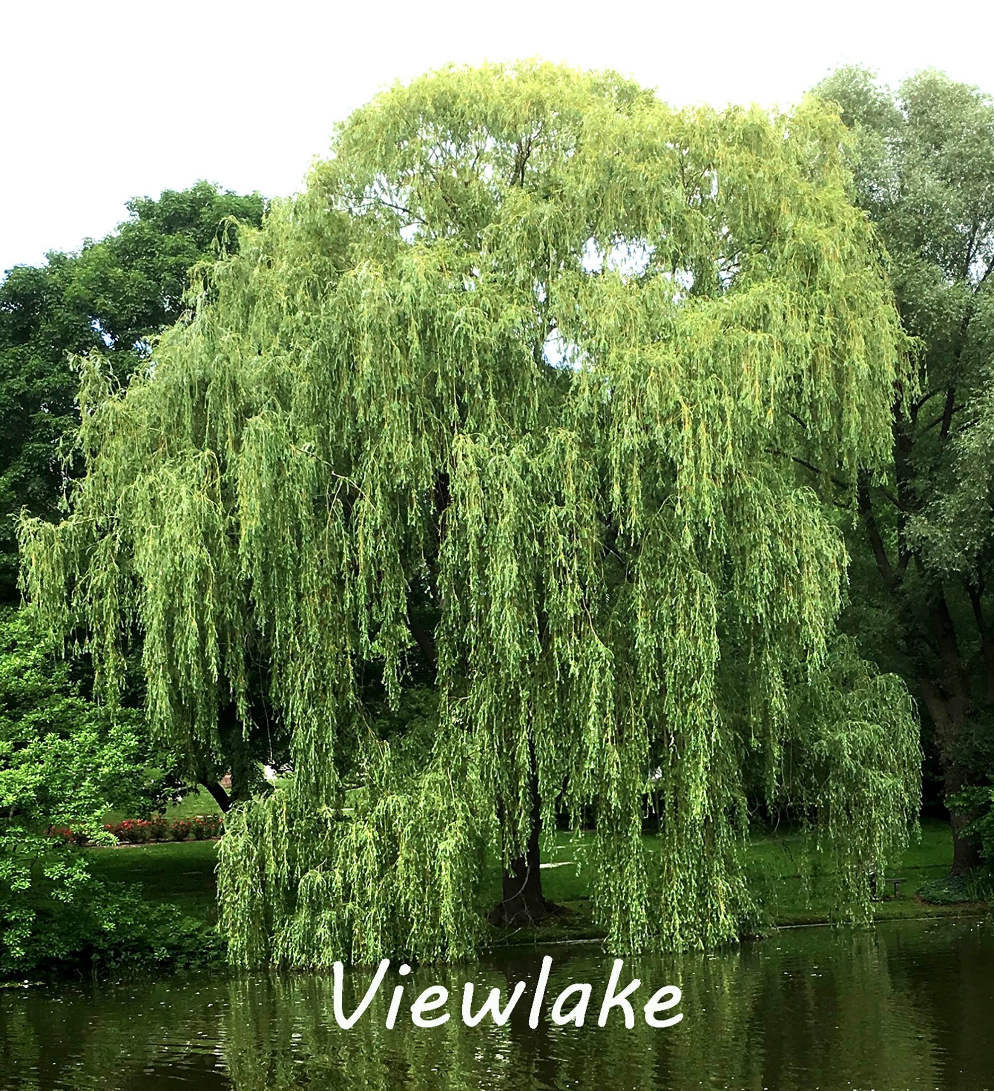 Golden Weeping Willow Tree Live Tree Organically Grown Plant Etsy