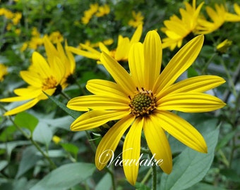 6 Sunchoke Plants, Jerusalem Artichoke, Rare Aromatic plants, Privacy Screen, Produce Edible Tubers