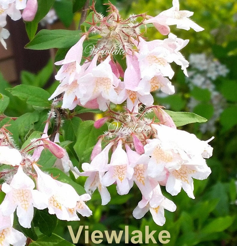 Pre-Order Beauty Bush Not from Seeds Linnaea amabilis Kolkwitzia amabilis Queen's Bush Live Plant Gift image 1