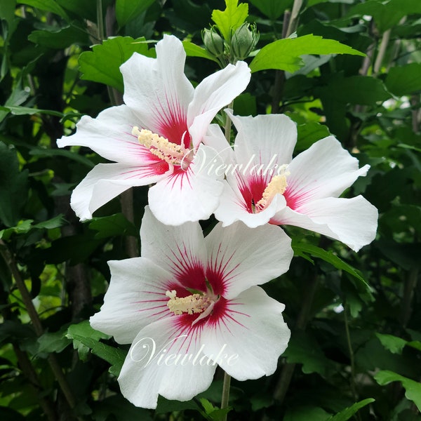 Althea 12-15" Tall - White Rose of Sharon Flowers with Red Heart - Live Plant Gift - Summer and Fall Bloom - Organically Grown