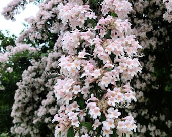 Live Pink Beauty Bush Plant - Fragrant Flowers, Zones 4-8