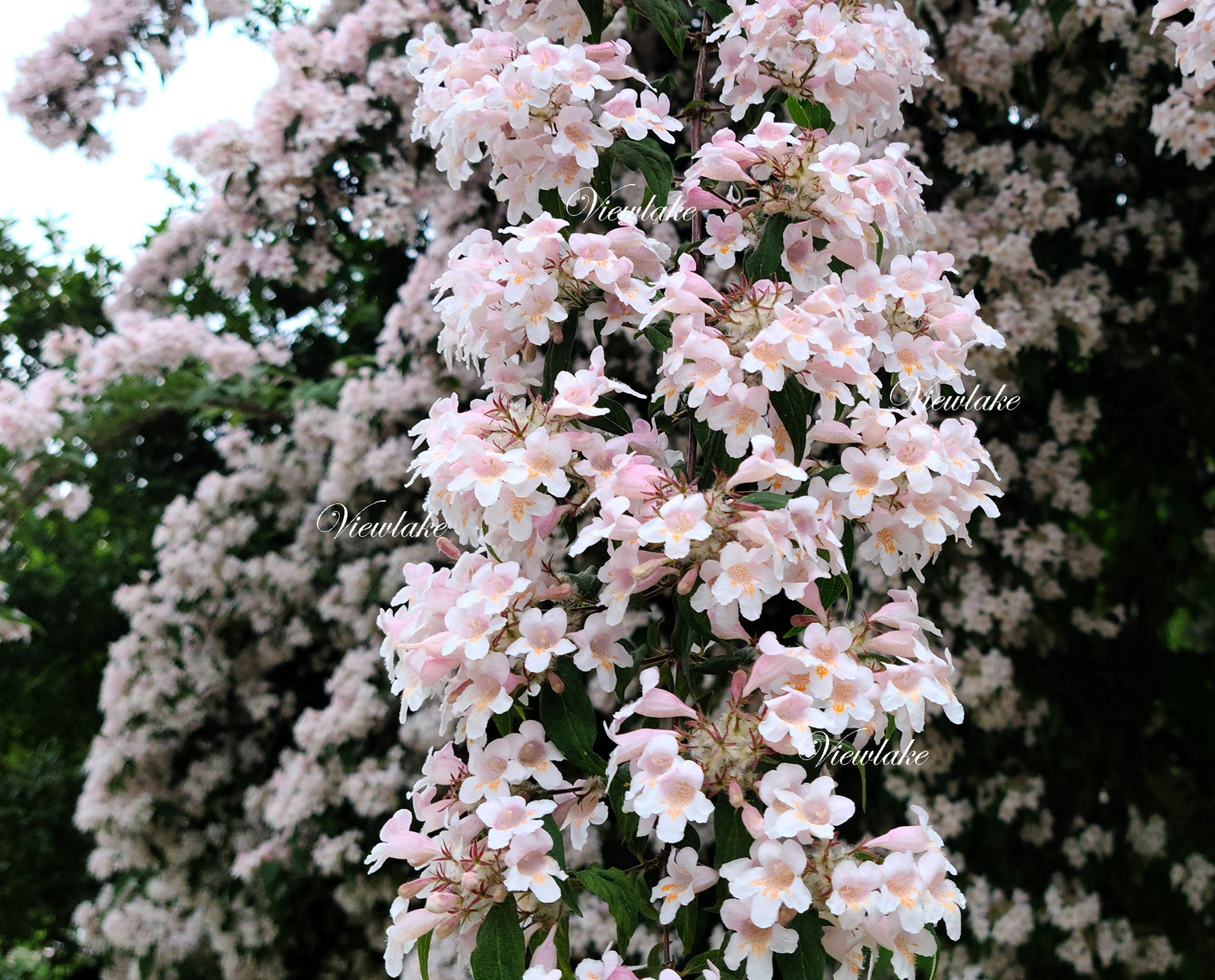 Live Pink Beauty Bush Plant - Fragrant Flowers, Zones 4-8 - Etsy