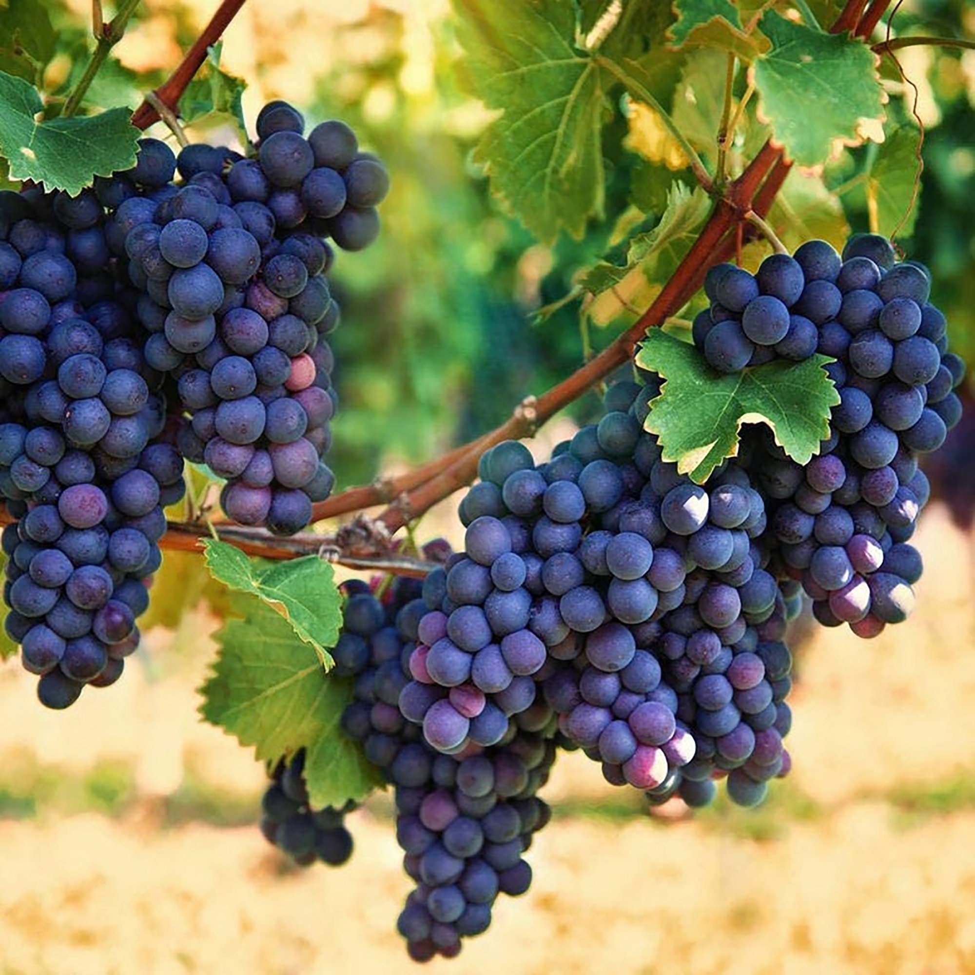 Moby Grape = Live Grape - 1978 - (Full Album) - YouTube