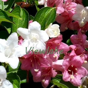 Paradise Weigela Bush With White and Pink Flowers Rare Shrub Live Plant Gift Multi-Colored Flowers 4 Container Sized image 1