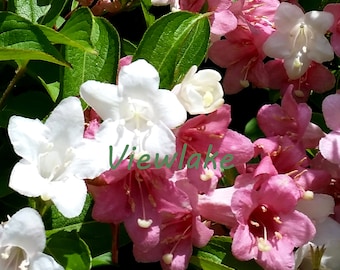 Paradise Weigela Bush: White Pink Trumpet Flowers, Zones 4-8, 4"Container Size