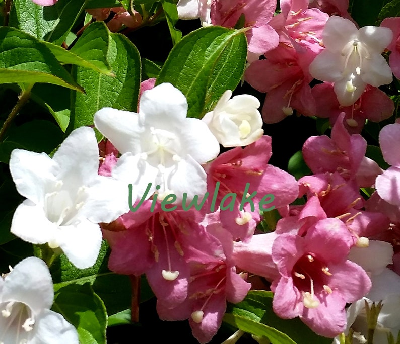 Paradise Weigela Bush With White and Pink Flowers Rare Shrub Live Plant Gift Multi-Colored Flowers 4 Container Sized image 1