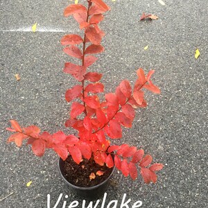 May include: A small red-leaved plant in a black pot, with the word "Viewlake" written in white below it.