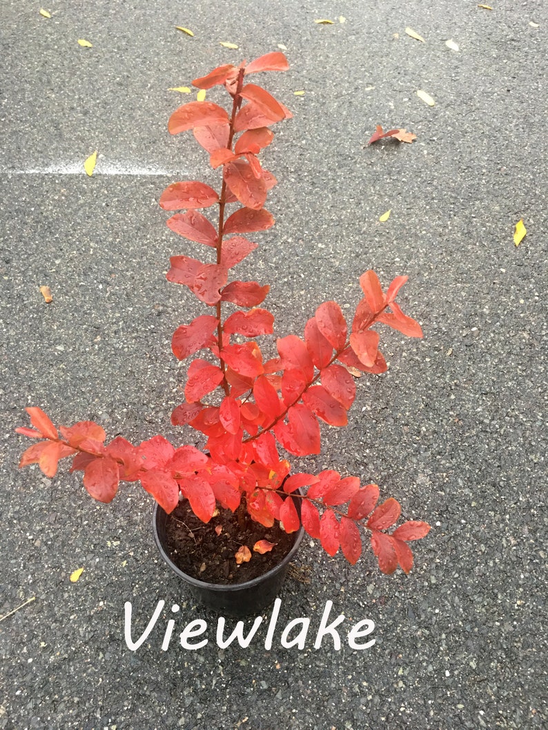 May include: A small red-leaved plant in a black pot, with the word "Viewlake" written in white below it.