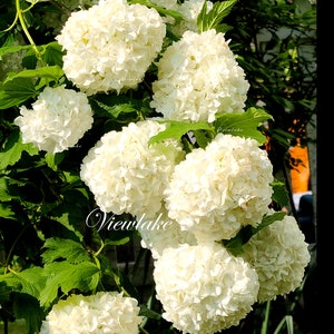 Eastern Snowball - Viburnum opulus - Beautiful Classic White Flowers - Heat- and Drought-Tolerant Live Plant - 6" Container-Sized Plant