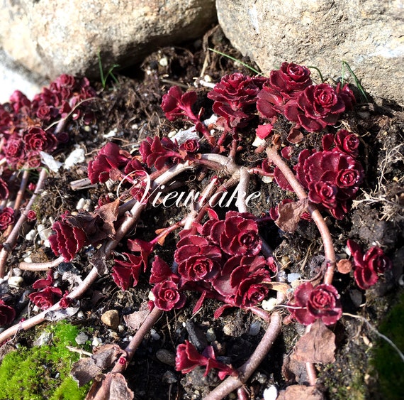 Three 3 Starter Plants Of Sedum Spurium Dragon Blood My Etsy