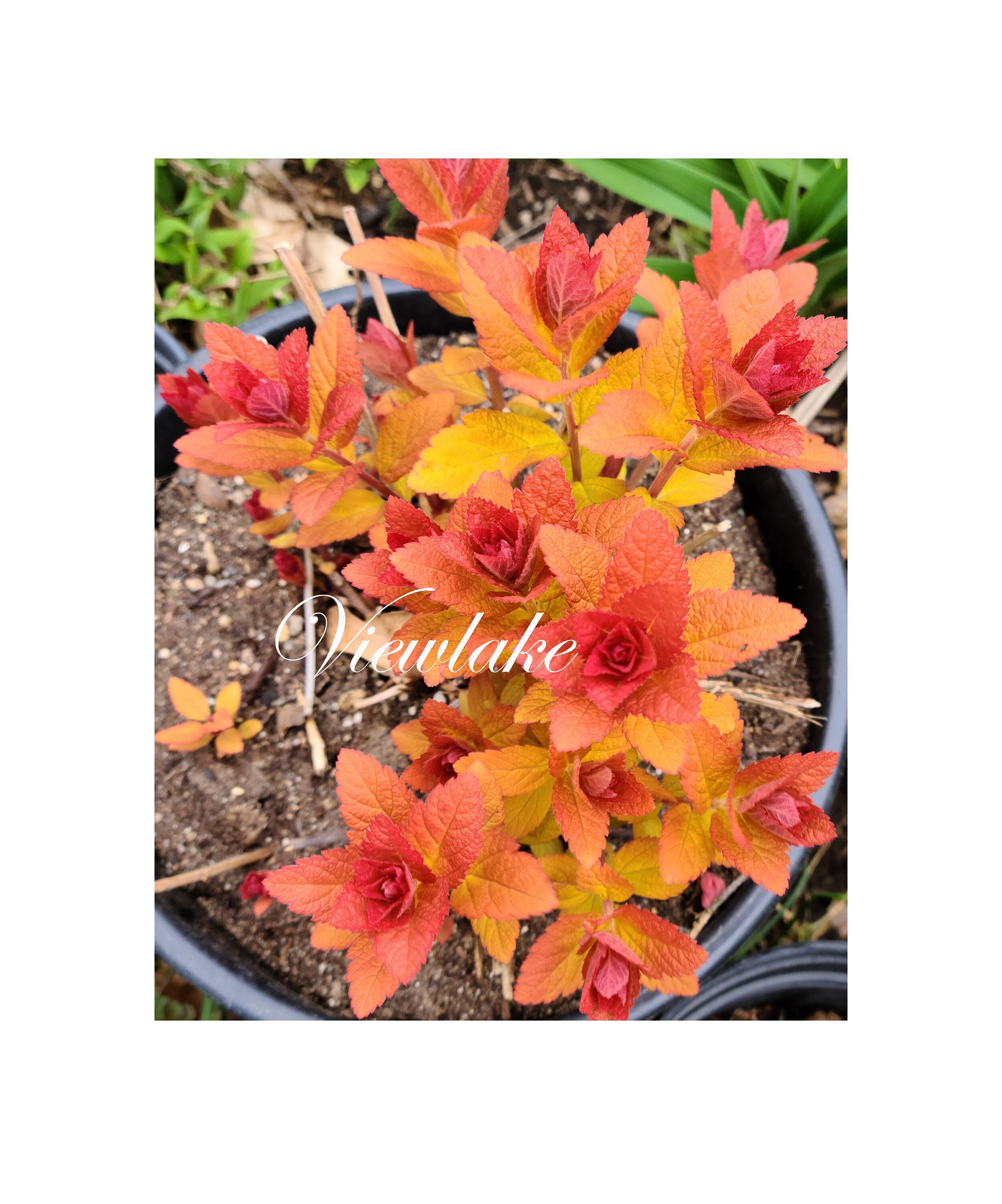Spirea Japonica Red Head, gran follaje, floración de principios a mediados de verano - Planta de tamaño de un galón