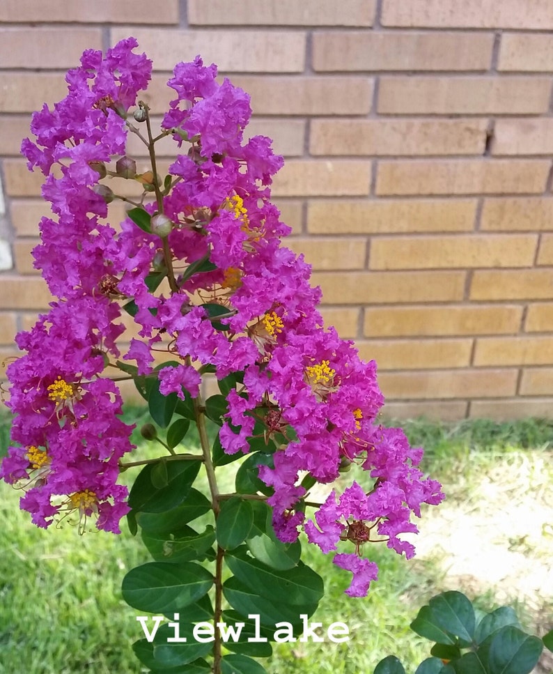 May include: A vibrant pink crape myrtle bush in full bloom with a brick wall in the background. The bush is in a garden setting with green grass and the text "Viewlake" is visible at the bottom of the image.