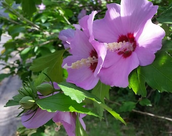 May include: Close-up of vibrant pink hibiscus flowers with a deep red center and a prominent stamen. The flowers are surrounded by lush green leaves and buds, with the words "Happy Days" in the bottom right corner.