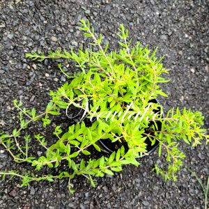 4 Container-Sized Plant or 15 Cuttings Sedum Sarmentosum Gold Moss Stonecrop for Ground Cover or Hanging Basket Winter-Hardy Perennial image 5