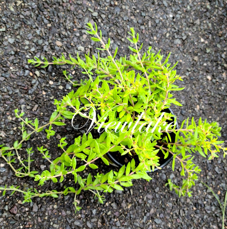 4 Container-Sized Plant or 15 Cuttings Sedum Sarmentosum Gold Moss Stonecrop for Ground Cover or Hanging Basket Winter-Hardy Perennial image 5