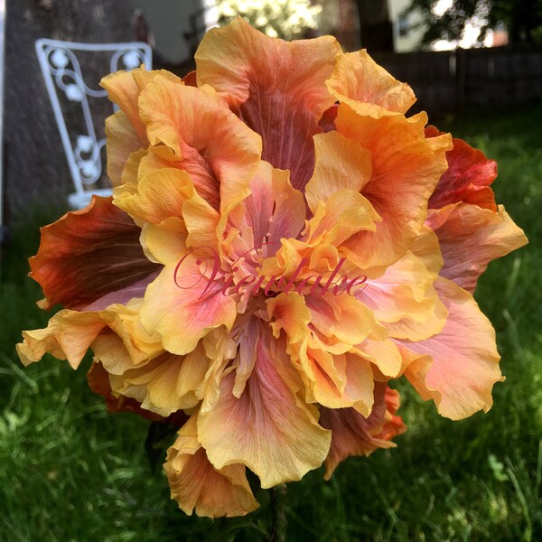 QUEEN of DREAMS Double Hibiscus - 1 FT Tall - Tropical Hibiscus Plant - House Plant - Patio Plant - Live Plant